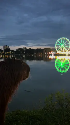 Bom demais esse vídeo pra ficar só na galeria 🫶🏻🎡🌇 #curitiba #parquebarigui #cwb #fyp #viral 