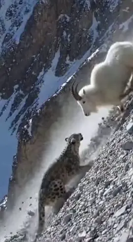 #foryuopage #trendingvideo #foru #vedio #tiger 