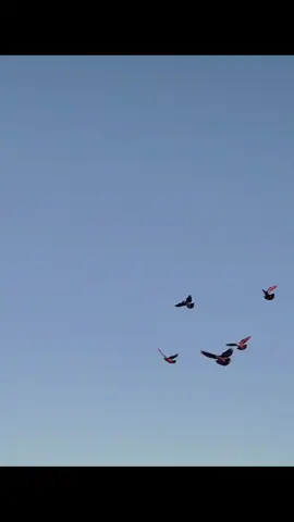 للونسه - فقط - تحياتي - لجنايه ❤️ #الشعب_الصيني_ماله_حل😂😂  ابن - الديوانية 👉🥀