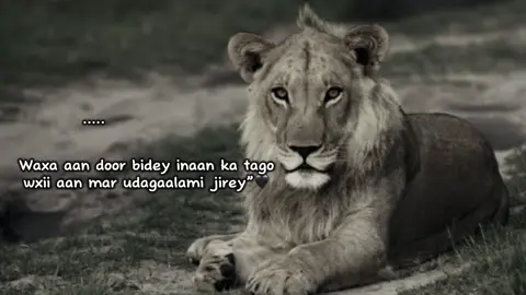 Frr❤️‍🩹#saaidmoha1 #fyp #viewsproblem #viralvideo 