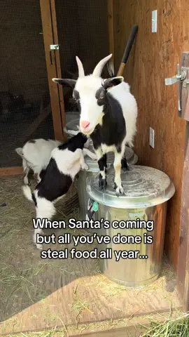 Velma’s on the naughty list…🎅🎄 #goats #goatsoftiktok #christmas #christmasseason #funnyanimals 