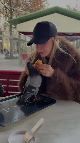 #birds #france #paris #animals #fy 