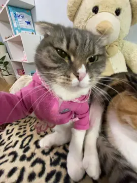 тгк: Хлоя и Фрейя - заказать сигну можно там 🐈