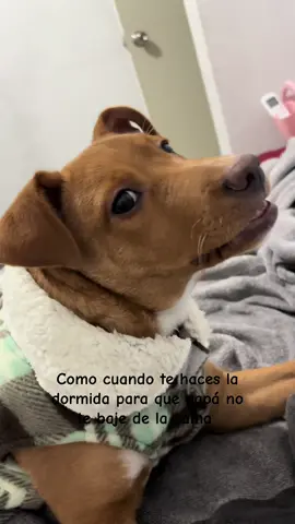 Alguien no quiere dormir en su cama 🤭 sorry por mi risa de pulgoso 🤣 #fypシ゚viral #mascotastiktok #fyppppppppppppppppppppppp 