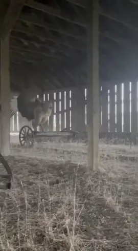 Iowa c. 2009 #viral #fyp #viralvideo #fantasy #griffin 