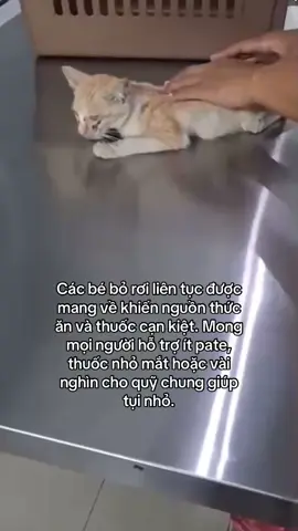 Các bé bỏ rơi liên tục được mang về khiến nguồn thức ăn và thuốc cạn kiệt. Mong mọi người hỗ trợ ít pate, thuốc nhỏ mắt hoặc vài nghìn cho quỹ chung giúp tụi nhỏ.#thucung #meo #thịnhhành #meobiboroi #giupdochomeo 