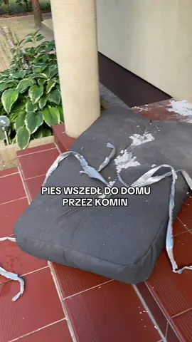 Lucynka miała kreatywność 🐶 #funnydogs #pies #śmiesznetiktoki #fyp #dc 