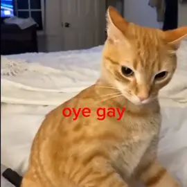 los quiero 🖕💜🥺#paratyyyyyyyyyyyyyyyyy #autista #🇧🇴bolivia #perdonsinoleshablo #tiktokhasmeaparecerenparati @tizi☆ @SAB👉👈 @isaa:3 