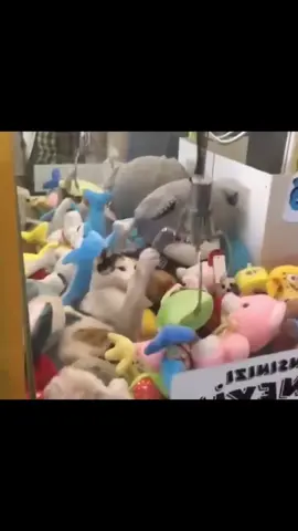 Why is bro in there😭 (song: ilyTOMMY - sick & tired 3) #ilytommy #hoodtrap #catsoftiktok #clawmachine #tiktok 