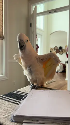 She had a lot to say today and is very animated. #cockatoo #goodgirlsylbi #moluccancockatoo #fypシ 