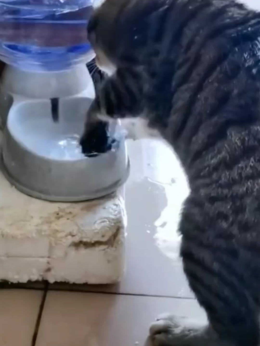 #cat #catsoftiktok #animal #PetsOfTikTok