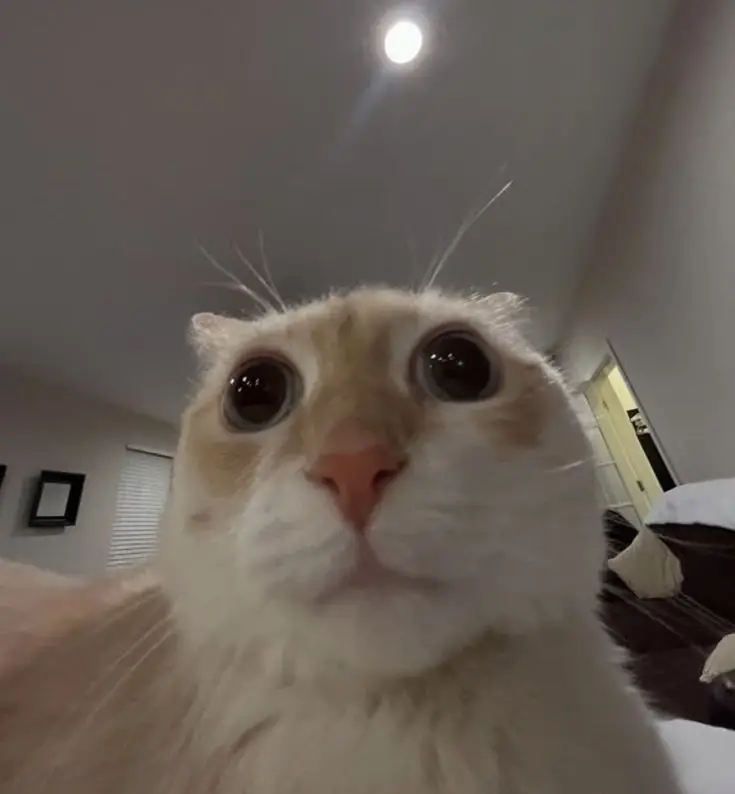 #anime #tyanka #рек #рекомендации❤️❤️❤️ #fyp #fypシ゚