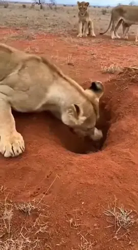 MR WARTHOG GAME 🤣