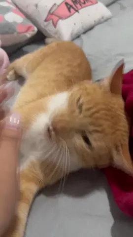 tem bob de tudo KKKKKKKKKK #gatoamarelo🐈 #gatolaranja🐱🍊 