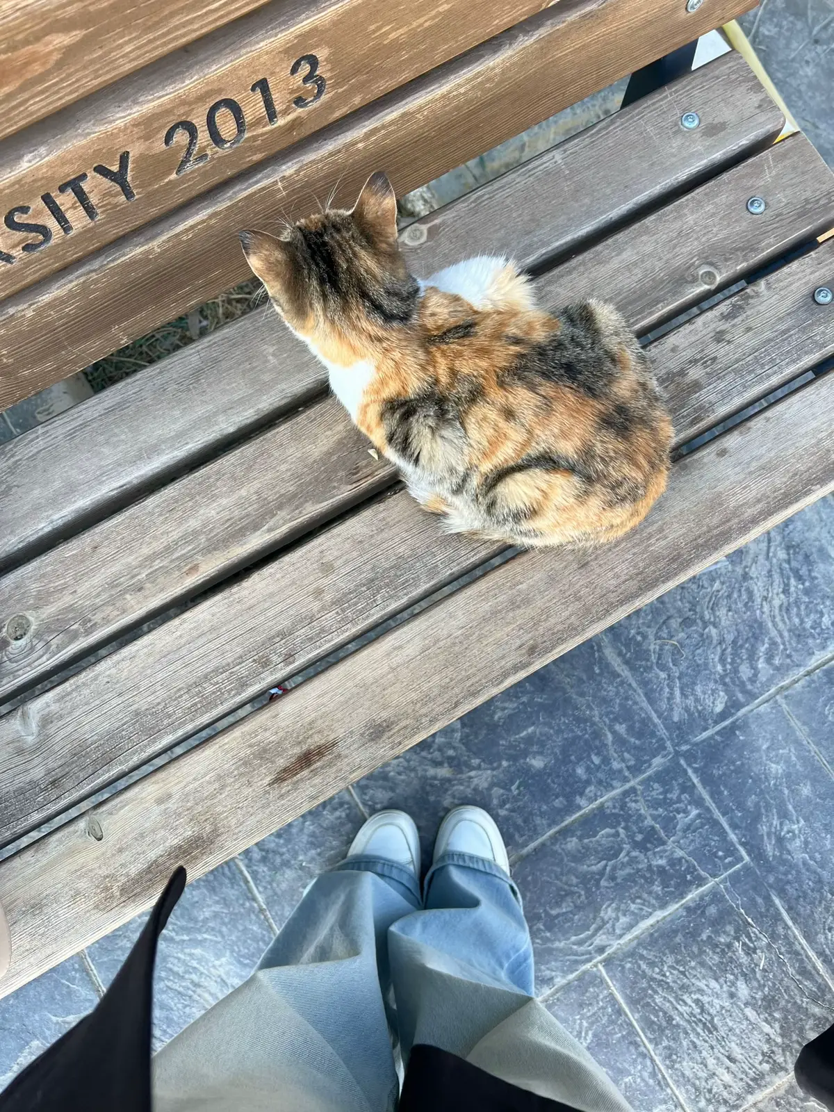 #جامعه #النور #موصل #انكليزي #جامعه_الموصل 