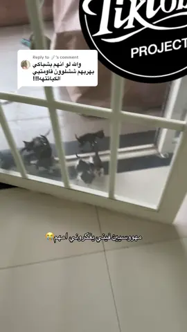 Replying to @🪽 اي كياته😭😭#fyp 