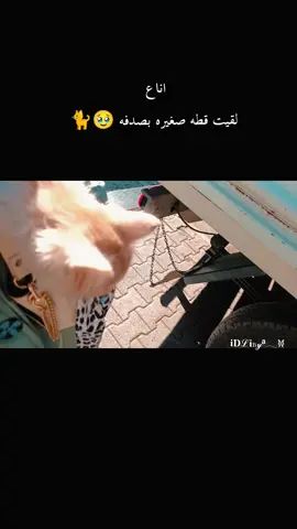 احبهم 👈🏻👉🏻🥹🐈#اضنة_تركيا🇹🇷 #🦦💞 #عشوائيات 