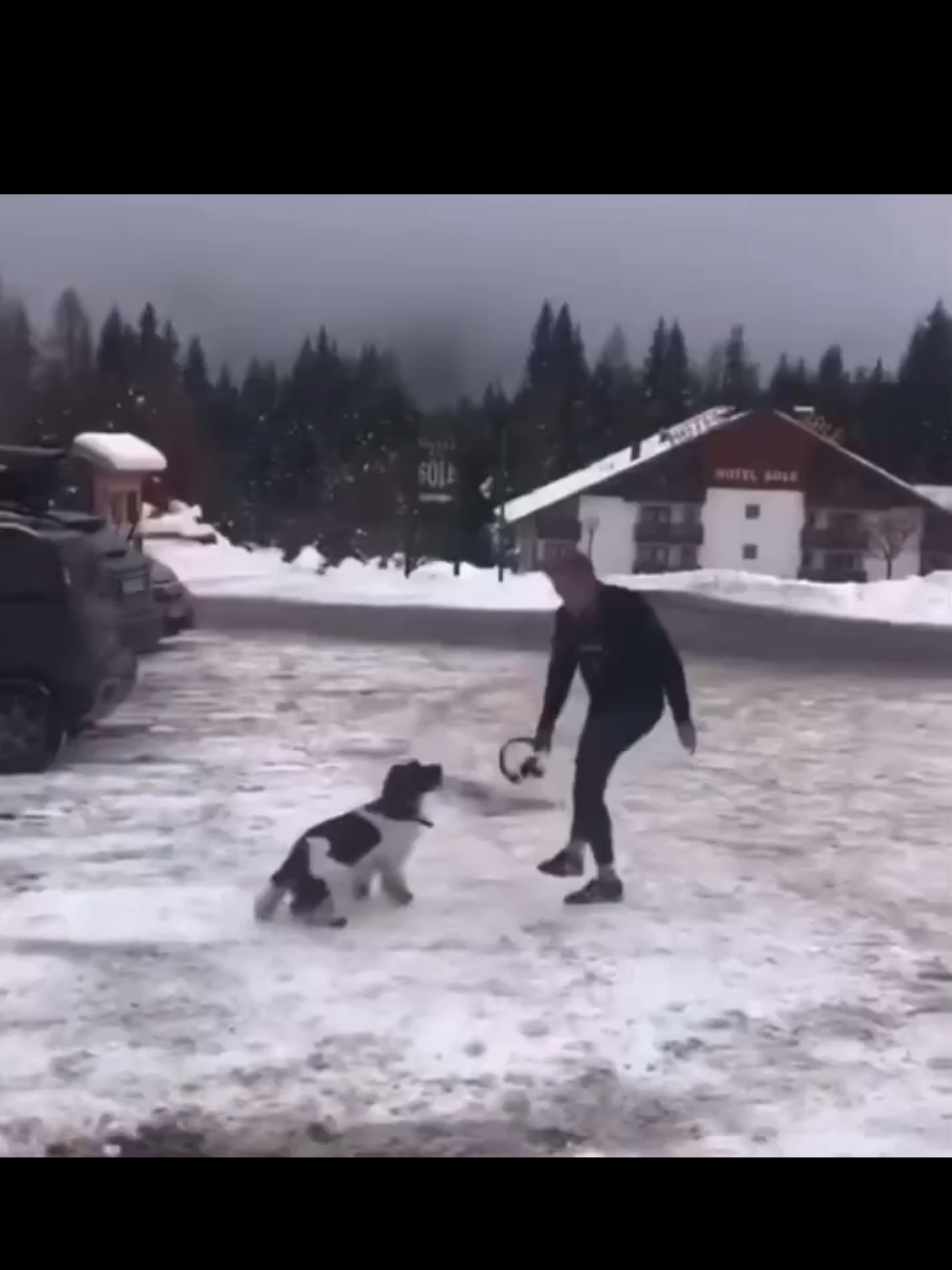 I co ci pies zawinił? #Tusk #pies 