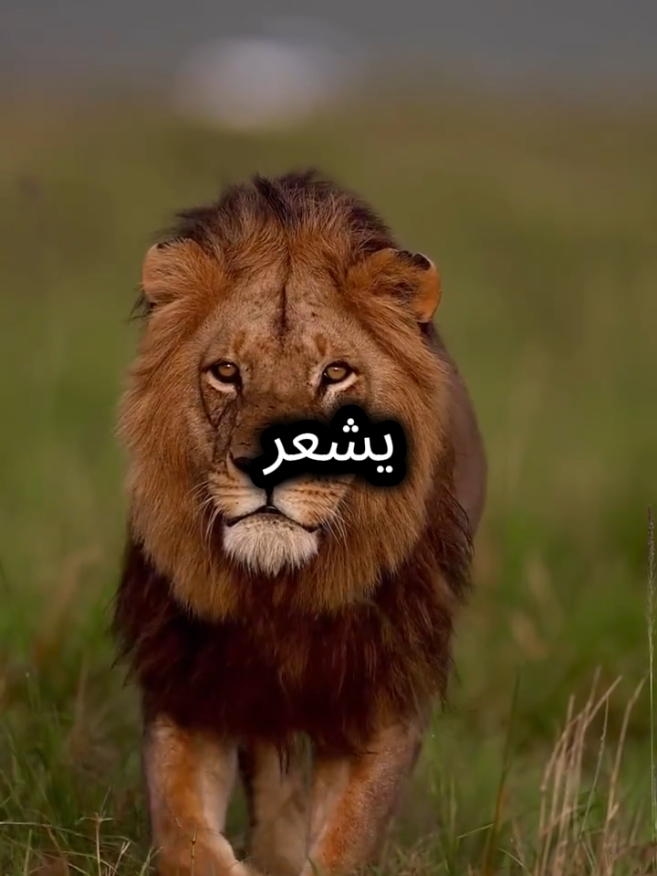 الطيبون تنقذهم يد الله مهما كانت خسائرهم  #اقتباسات_عبارات_خواطر #اقتباسات #عبارات 