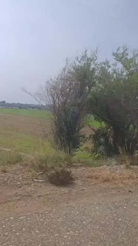 بيه عادة مو حلوه ربي يديمها عليه اجي اسئلك واني أعرف الحقيقة بس احب اشوفك اشلون تلف وتدور. #😑 