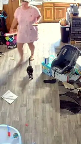 ✨ When Your Cat Does the Unexpected 😹 #catsoftiktok #catvideos #cutecats #catcomedy #funnycats