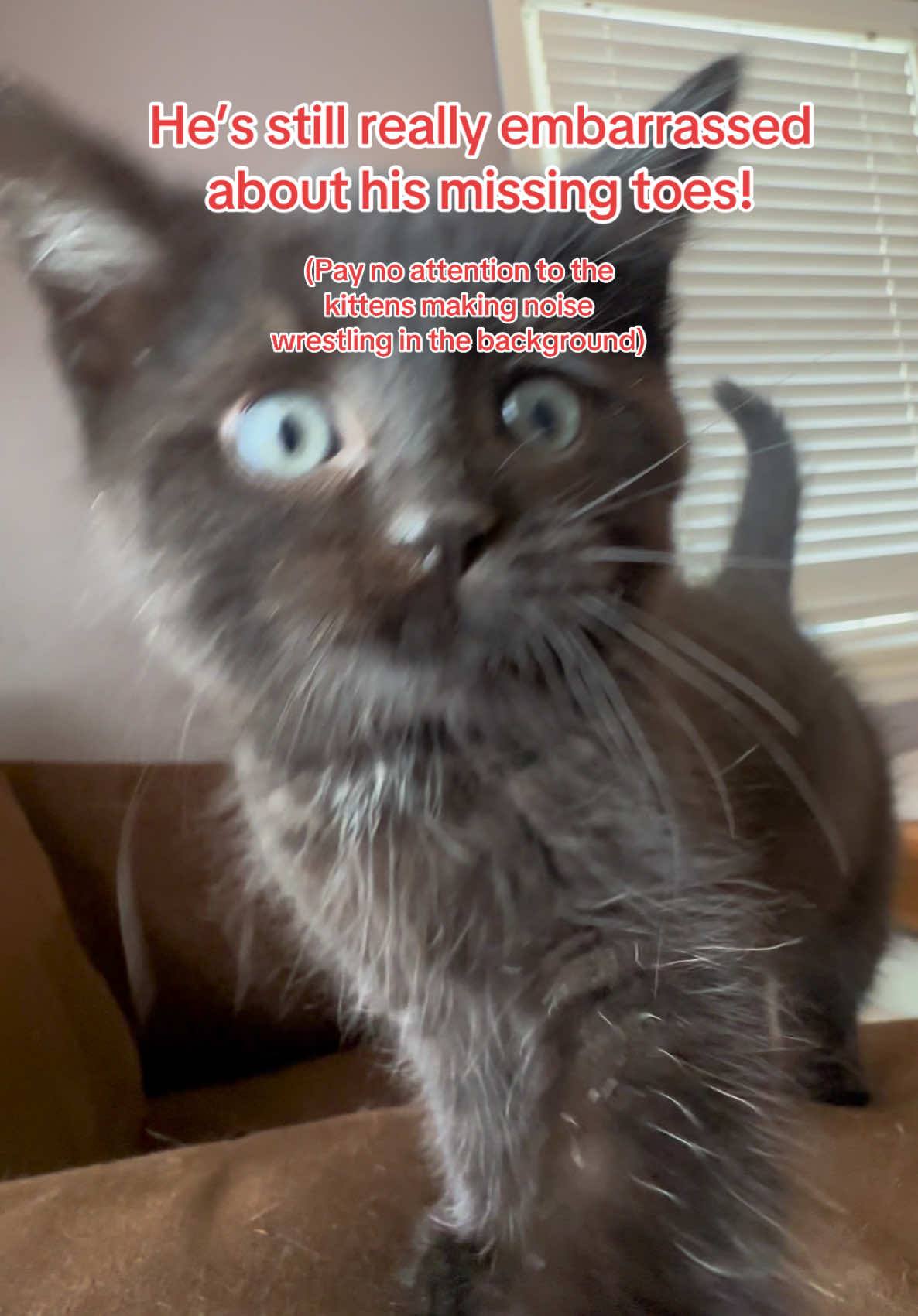 He’s still really embarrassed of his missing toes!#animalrescue #cuteanimals #fosterkittens #kittensoftiktok #kittens 