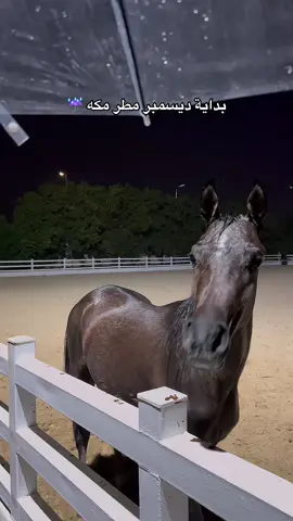 خيل ومطر 🥹🐎 #امطاراليوم #مطر_مكة #اكسبلورexplore 
