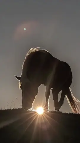 #creatorsearchinsights #horsetiktok #horselover #horse #viral @Umaii 