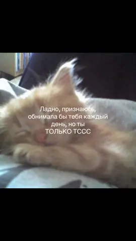 #любовь #отношения #щп #мило #котики 