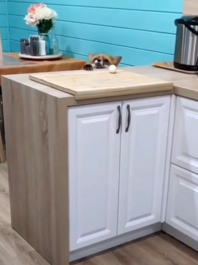 Что-то хочет, но непонятно чего 🤔🥚#viral #cute #fox #top
