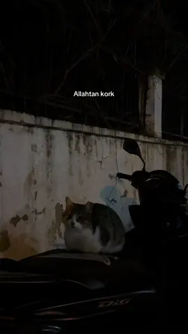 Kıymetin yok. #keşfetbeniöneçıkar #izmir #kedivideoları #kıymet 