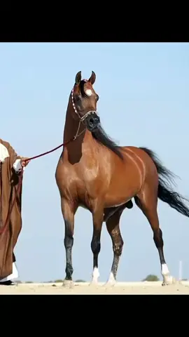 مساء الخير #ترند_الخيل  #ذكريات_موجعة #followers➕ #Reels #tiktok 