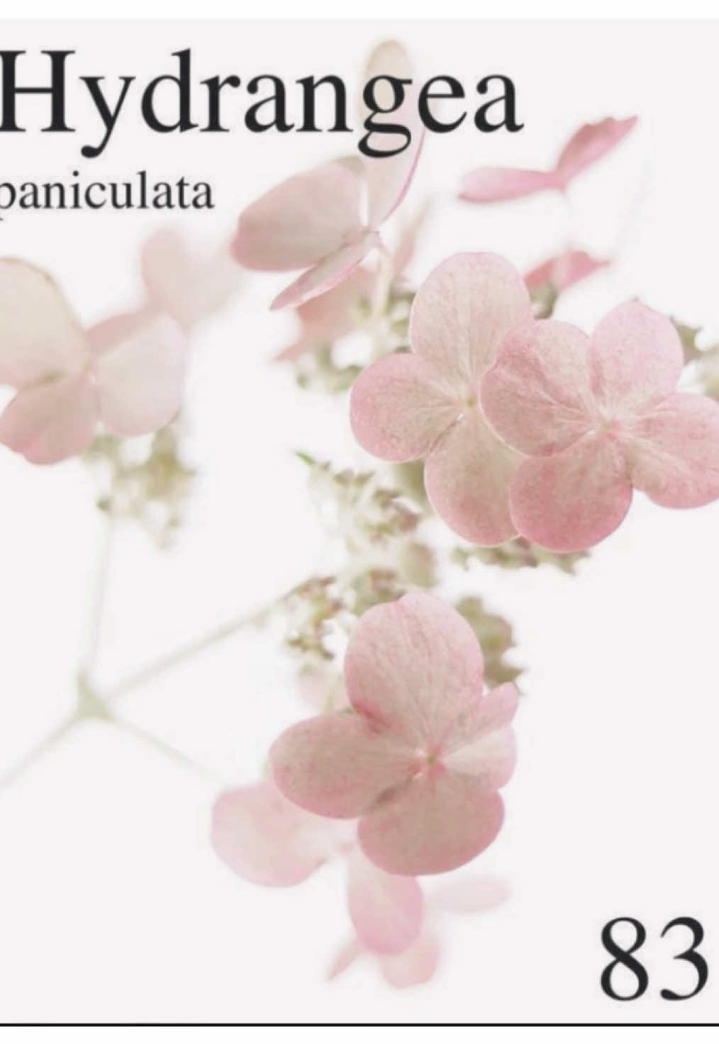 #KIMJUNHEE ❀࿐ || oh how i miss her, anyway i love this song ssoooo much #junhee #squidgame #squidgamenetflix #player222 