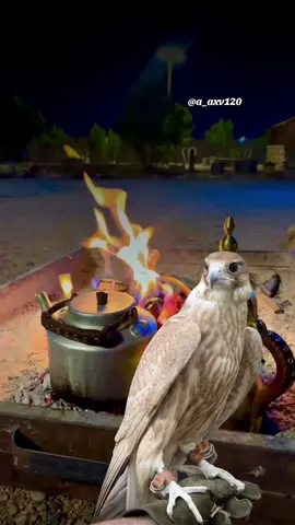 #أكسبلور_شعر_حكم_خواطر 