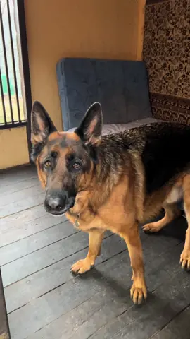 Готовимся к зиме ❄️ @Richik_23  @Richik_23 @rich_nata #вольер #дом #квартира #зима #немецкаяовчарка 