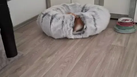 Mein großer denkt nur Mama was hast du mir da abgeschleppt. Die drehen ja voll durch. 🤣🤣