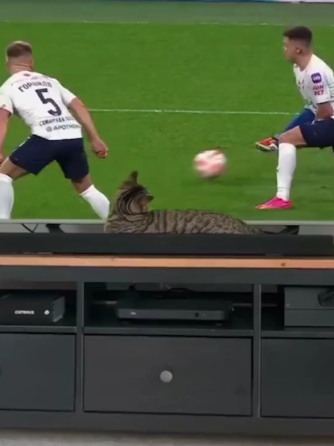 #cat #catsoftiktok #animal #PetsOfTikTok