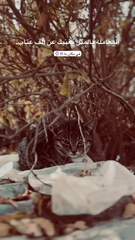 متابعه للحساب🤩✨. #تصويري_احترافي_الاجواء👌🏻🕊😴 #جنوب_الموصل #بدون_هشتاق #foryou #tiktok 