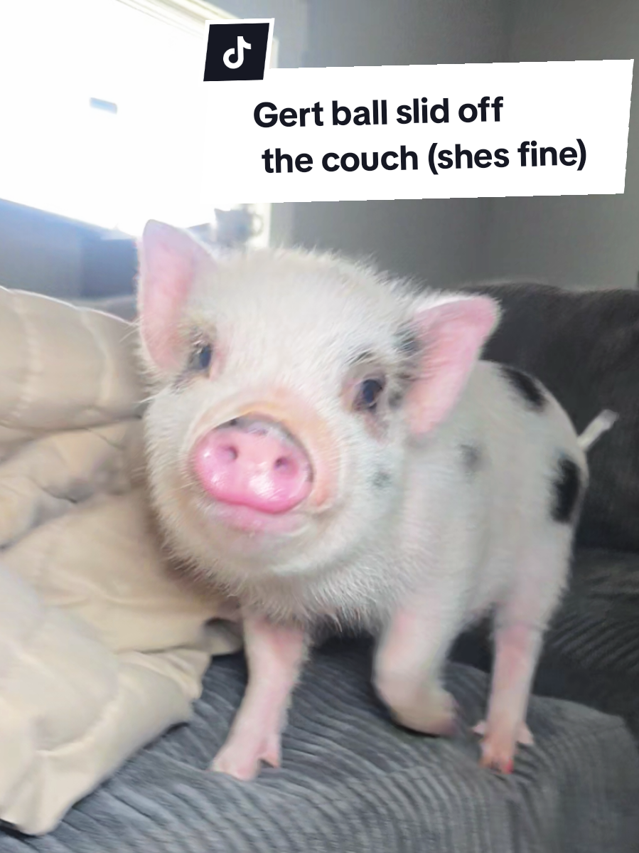 Mini pigs have strong little bodies, but they’re not the best at balancing 😅 Gertie rolled right off our low couch and gave us both a laugh 🐷💗 #pigtok #PetsOfTikTok #minipiglife #cutepigs #PetsOfTikTok 