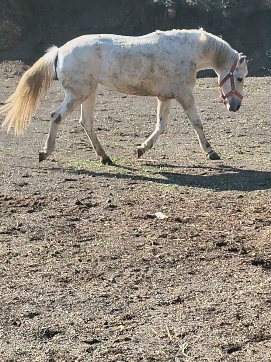 #الخيل_عشق_لاينتهي #الخيل_العربي_الاصيل #تراندالتيك_توك 