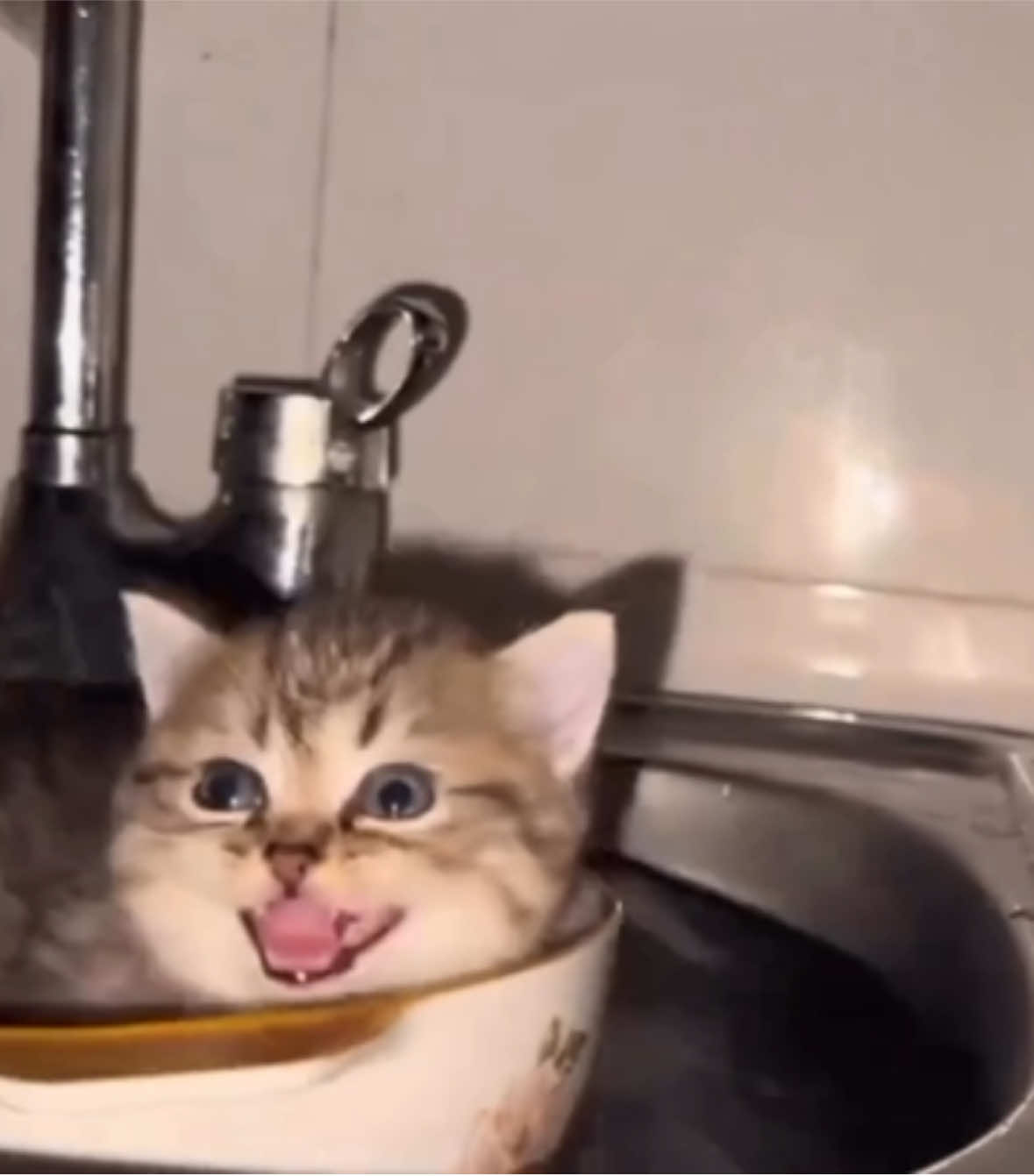 🛶 (song: ilyTOMMY - angel) #ilytommy #hoodtrap #catsoftiktok #meme #tiktok 