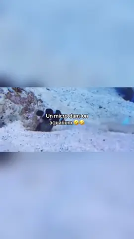 #drole #poisson #bassem 