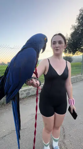 🔥 She Was Just Jogging… Then My Giant Macaw Shocked Her! Her Reaction Is Priceless! #jogger #priceless #macaw #bird #parrot 