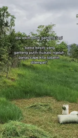 🤧#bakulsapi #peternakmuda #ngarit #masukberanda #fypシ 