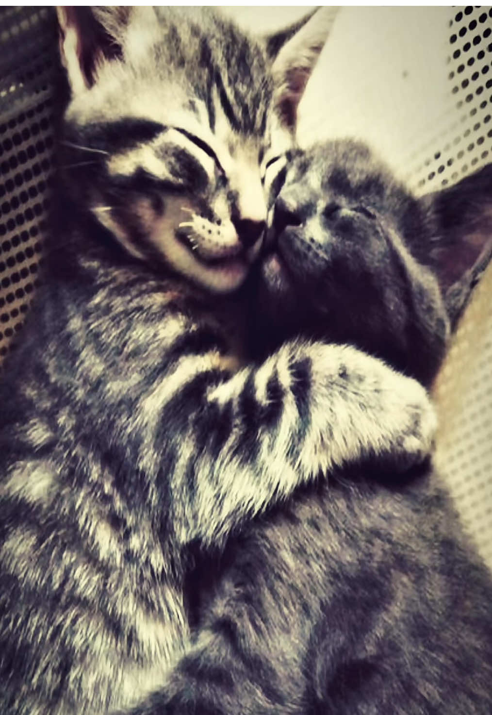 #cats #Love #nuyorknightsat21 #liluzivert 