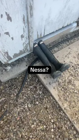 Wicked: farmer version#BookTok #fyp #fiyerowicked #fiyerrroooooo #wickedforgoodfunny