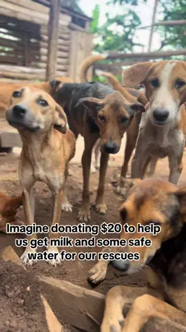 Our shelter is in hunger and we are in great need of dogs food please donate to help us get abag of food #fyp #goviral #explore #texas #chicago 