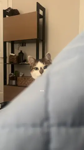 just needed some attention #cat #Cats #catsoftiktok #Pets #Pet #PetsOfTikTok #Cute #Funny 