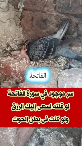 سر موجود في سورة الفاتحة لو قلته لسعى إليك الرزق ولو كنت في بطن الحوت