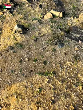 #بورتسودان_البحر_الأحمر_السودان🇸🇩 